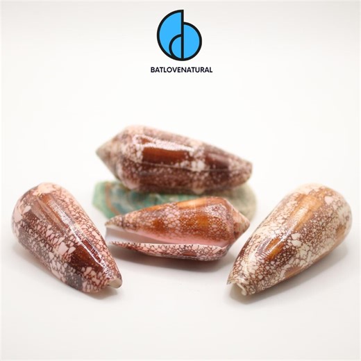 Conus Aureus Seashells: Natural Beach Decor, Shell Art - Etsy