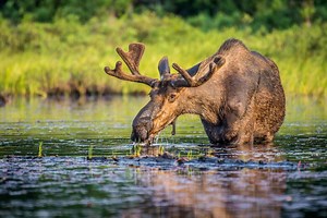 Moose Symbolism