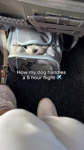 Would you rather sit beside a fur baby or a human baby? Comment 🐶🐱 for team fur baby and 👶🍼for team human baby! (Hint: there’s only one right answer 😂) | Hershey the Maltipoo