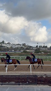 13K views · 305 reactions | Bring em’ out! The Aidan O’Brien contingency has made their way onto the track ahead of #BC24. | Breeders' Cup World Championships | Facebook
