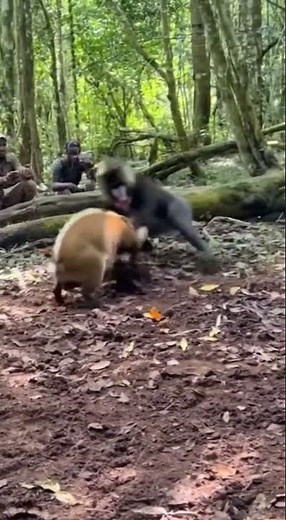 BRUTAL! Mandrill vs Bushpig - Full Takedown BRAWL