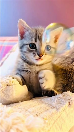 Cat Playing with Bubble 🫧 | Dil Lagana Mana Tha Song #shorts