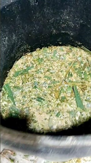 membuat silase pakan ternak