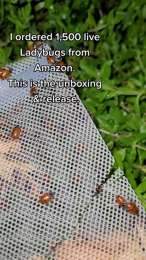 Incredible Tips for Finding Ladybugs in Your Garden