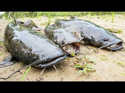 Flathead Catfish CATCH AND COOK!! (All Night Sandbar Camping)