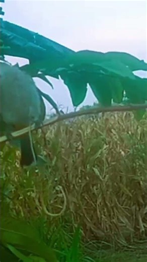 Relaxing Bulbul Bird Sound#birds #nature #short