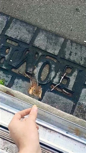 "He Stole His Peanut… Then THIS Happened! (Insane Ending)"