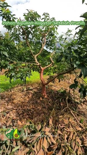 Pohon Alpukat Aligator Setelah Perawatan Pruning #ndalemagropark #pertanian #petani #alpukat
