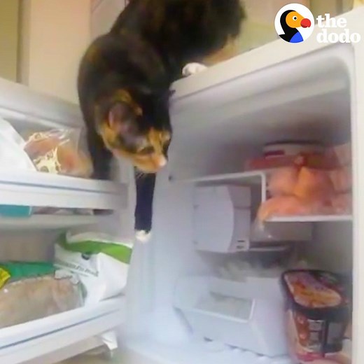 2.5M views · 16K shares | This cat is about to do whatever it takes to find his favorite snack. | The Dodo | Facebook