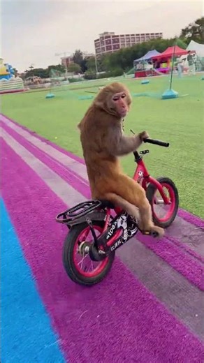 猴子骑自行车 Monkey riding a bicycle #搞笑 #猴子 #funny #monkey