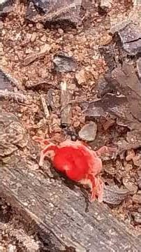 Beautiful red insect in the bush