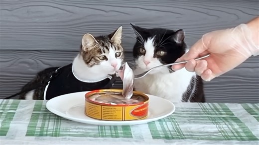 Cats Try the Swedish Canned Fish Delicacy Surströmming, The World's Smelliest Food