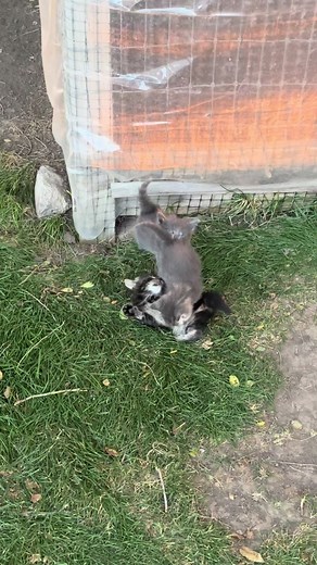 August evening farmyard ASMR for you.