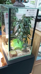 4.8K views · 57 reactions | MICRO SQUIRREL AND COMPETE SET UP!!  NOW ON OFFER INCLUDING EVERYTHING YOUR MICRO SQUIRREL WILL NEED FOR LIFE  These make great pets that are very easy to care for... feeding just on fruits  | Jungle pets | Facebook