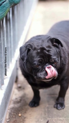 Golden Retriever and Pug Cost and Maintenance #DogCost #PetBudget | USAGolden DogsClub