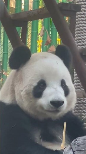 飞云落入人间的精灵。 #panda #cute #大熊猫 #animals #redpanda夕消 #cutepanda #funny #pets #中国 #中国旅游