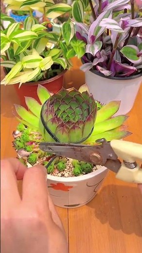 Useful tips for your succulents 🪴