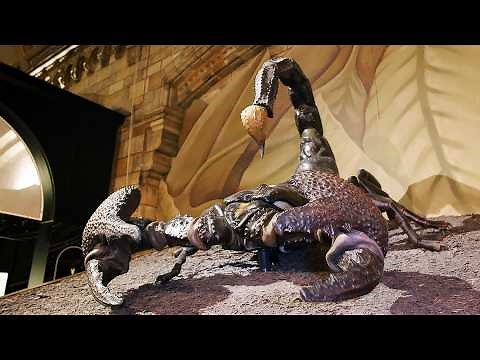 The Museum That Holds 80 Million Natural Wonders (4K Documentary)