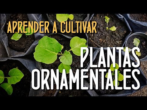 Aprende a cultivar plantas ornamentales