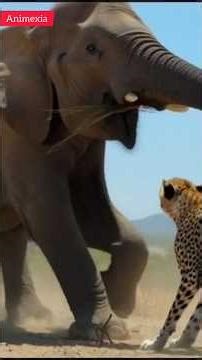 Elephant vs Cheetah | Brutal Wildlife Battle | Ultimate Power Clash