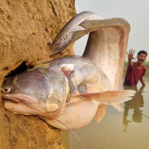 Unbelievable technique fishing video river sand hill hole catching big stuck wallago fish #fish #fishing | Discovery Site