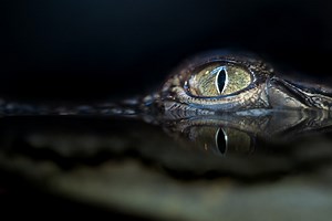 Homem é morto por crocodilo em galpão inundado após furacão Ida