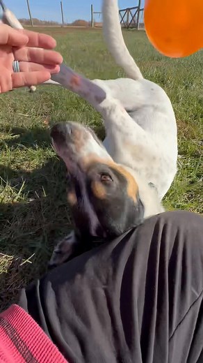 33 reactions | Deco is loving the sunshine! Happy Sunday! Get out and enjoy this beautiful weather! | Wilson's Dog Training | Facebook