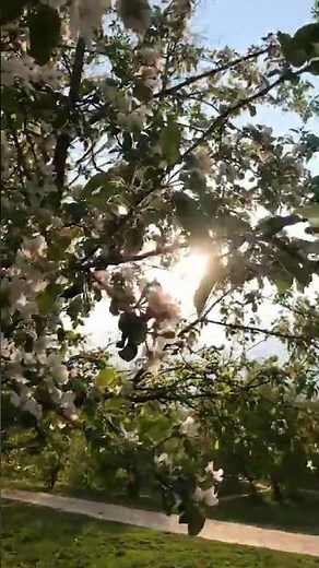 The beauty of spring nature