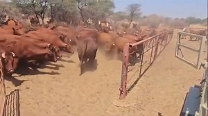 1 bull can service upto 30 heifers depending on age , condition and management | Farmbuzz Agriculture Solutions