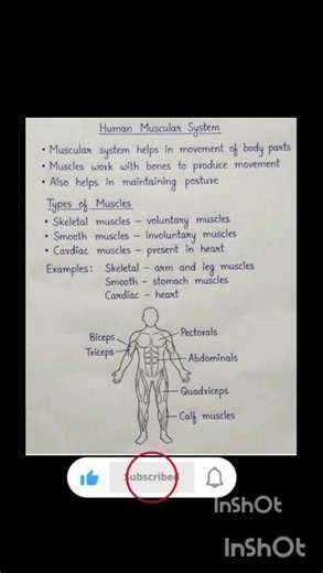 Human muscular system| muscular system |types of muscles #biology #biologynotes #mdcat #neet
