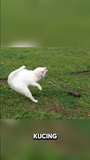 Cat vs. Python