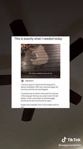 happy doggo 😊 #wholesome #meme #memestiktok #fyp #fypシ #memes #funny #greenscreensticker