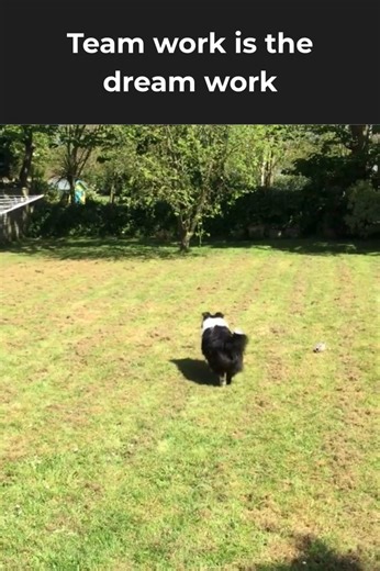 Teamwork level dog edition. One does the fetching, the other takes the credit, and honestly, that’s what we call true partnership. #FunnyDogs #DogHumor #DogVideo #JustBigDogs #DogLife | Just Big Dogs