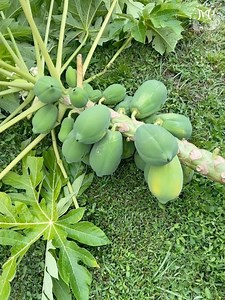 How To Transplant A Uprooted Papaya Tree After Hurricane 🌀🌴#gardening #hurricaneMilton