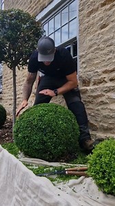 Bushing out box balls and clipping the sprigs ... something oddly satisfying about that wobble. Regular clipping will help to create density, giving that thicker, fuller looking box ball. Regular feeding will help promote growth. . . . . . . . #plants #gardening #oddlysatisfying #wobble | The Hedge Barber