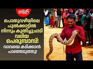നാട്ടുകാരെ വിറപ്പിച്ച പെരുമ്പാമ്പ്! വാവയ്ക്ക് നേരെ ചീറിയടുത്തു | Python Rescue | Snakemaster EP 1219