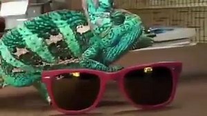 Wow... That's The Amazing... Lizard Changing Colour Like Sun Glass !! | WaTchMe Now