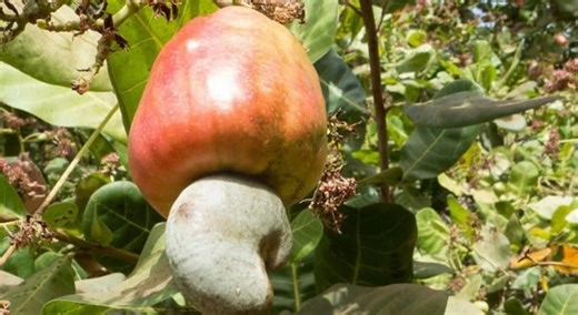 Guiné-Bissau -  Agência Nacional do Caju validou o Plano Anual de atividade para 2025 - RTP África