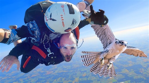 Testing the speed of the peregrine falcon