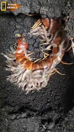 THE ULTIMATE SACRIFICE: When Motherhood Becomes a Meal