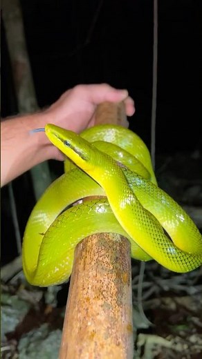 Face to Face with this Jungle Snake!