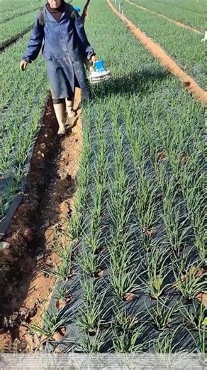 Fertilizing green onions – good tools and machinery improve work efficiency.