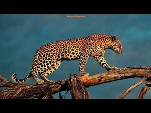 leopard sounds