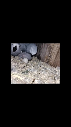 African Grey Breeding😍✨