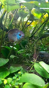 🐟 NANNACARA ANOMALA 🇬🇾🇸🇷 Habita pequeños ríos, arroyos y zonas inundadas de Guyana y Surinam. 💧 Aguas neutras a ligeramente ácidas. 🌡 Temperatura ideal entre 23 y 27°C. 📏 El macho llega a medir entre 8 y 9cm. Las hembras son más chicas. 🍜 Omnívoro. En el acuario te van a aceptar de todo, de buena calidad. Tené en cuenta que no suelen subir a comer a menos que esténcon hambre, así que procurá que caiga alimento. 🐠🐡🌱 Van perfectamente en acuarios comunitarios. Recorda la regla que si p