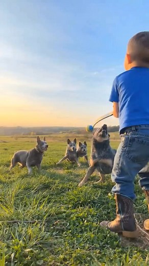 6.1K views · 179 reactions | Best Australian cattle dog ❤️❤️❤️ | Sheila Grimmett | Facebook