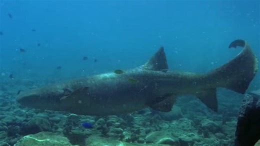 What happens when he notices the radiation-induced mutation on the shark