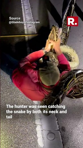 Snake believed to be longest invasive Burmese python got wrestled to surrender by hunters in Florida