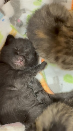 Juliet's House Animal Rescue on Instagram: "🎉🐾 What a Day — 18 Adoptions! 🐾🎉 We had an amazing adoption day today with 18 adoptions — 18 pets finding love, safety, and forever families! Moments like this remind us why we do what we do. 🎉💕 Even our newest arrivals attended the fair, tagging along with their incredible foster mom. Did you know that two-week-old kittens can stay very comfortable in a carrier with a heating disc? When you’re on an every-3-hour feeding schedule, being able to s