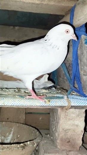 Inside My Pigeon Loft 🏠🕊️ | Healthy & Active pigeon #shorts #pigeon #kabootar #pets #birds